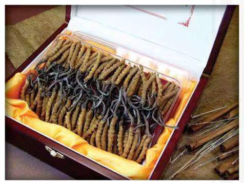 青松乡冬虫夏草回收